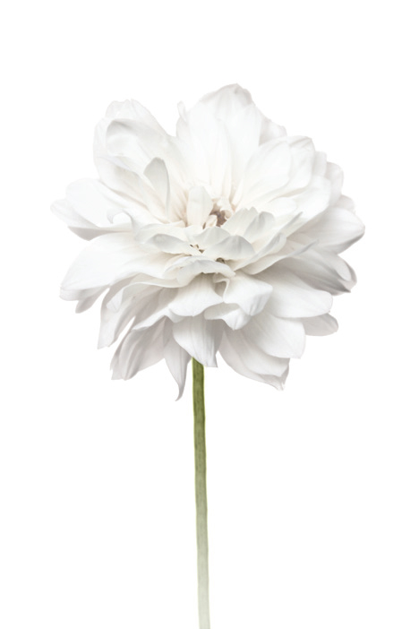 Flower, White Peony