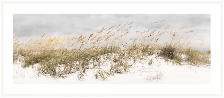 Dune Grass